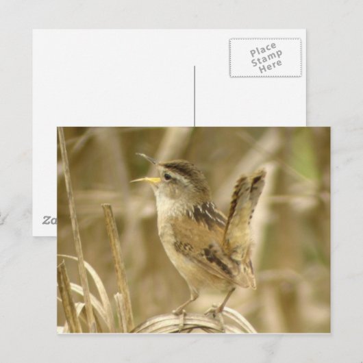 Marsh Wren Postcard Postkarte (Vorne/Hinten)