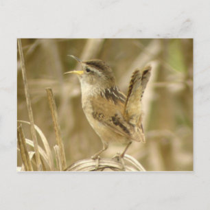 Marsh Wren Postcard Postkarte