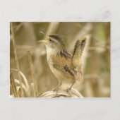 Marsh Wren Postcard Postkarte (Vorderseite)