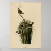 Marsh Wren Poster (Vorne)