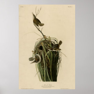 Marsh Wren Poster