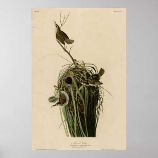 Marsh Wren Poster (Vorne)