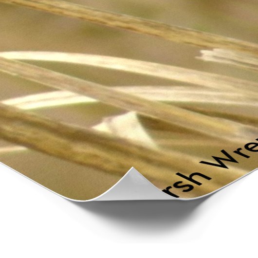 Marsh Wren Poster (Ecke)