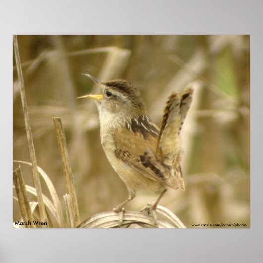 Marsh Wren Poster (Vorne)