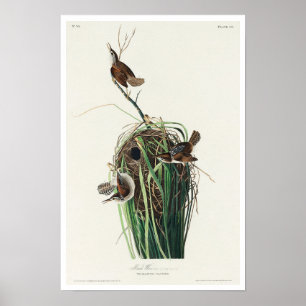 Marsh Wren von Audubon Poster