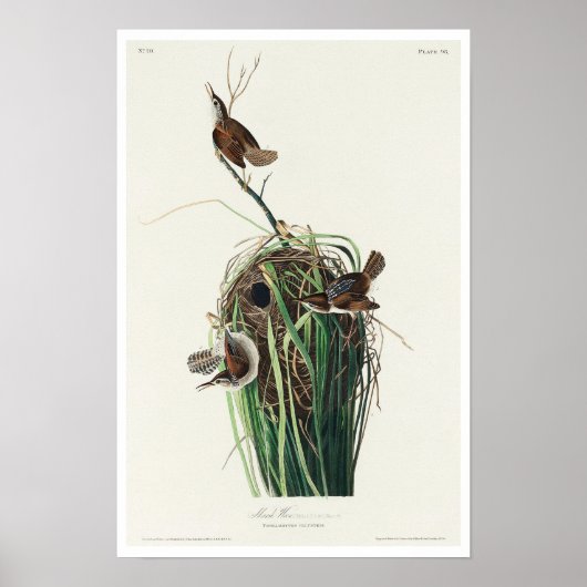 Marsh Wren von Audubon Poster (Vorne)