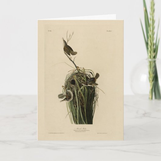 Marsh Wren von Audubons Vögeln von Amerika Karte (Vorderseite)