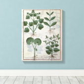 Marshmallow & Hastula Regia Asarabacca Leinwanddruck (Insitu (Holzboden))