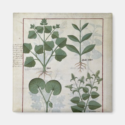 Marshmallow & Hastula Regia Asarabacca Magnet (Vorne)