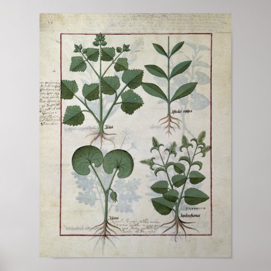 Marshmallow & Hastula Regia Asarabacca Poster (Vorne)