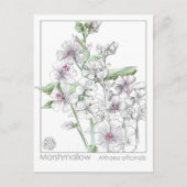 Marshmallow Materia Medica Kräuterstudie Postkarte (Vorderseite)