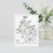 Marshmallow Materia Medica Kräuterstudie Postkarte (Stehend Vorderseite)