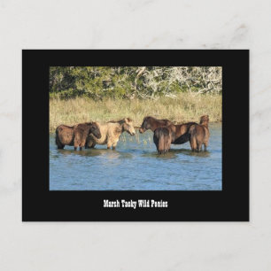 Marshy Tacky Ponies Postcard Postkarte