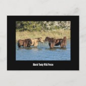 Marshy Tacky Ponies Postcard Postkarte (Vorderseite)