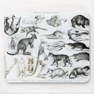 Marsupialia, Monetremata, Edentata Mousepad