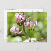 Martagon oder Turks Kappenlilie in den Alpen Postkarte (Vorne/Hinten)