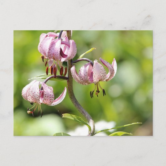 Martagon oder Turks Kappenlilie in den Alpen Postkarte (Vorderseite)