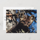 Marten in Spruce Tree Postkarte (Vorne/Hinten)