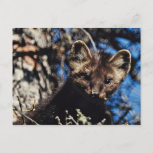 Marten in Spruce Tree Postkarte