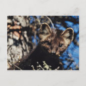 Marten in Spruce Tree Postkarte (Vorderseite)