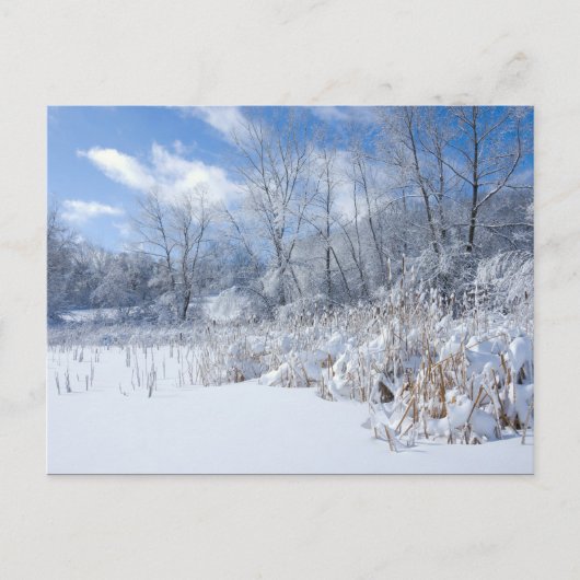 Marthaler Park Frozen Pond and Trees Postkarte (Vorderseite)