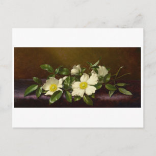 Martin Heade Cherokee Rose auf einem Lila Tuch Postkarte