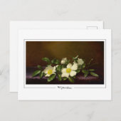 Martin Johnson Heade #52 - Fine Art Postcard Postkarte (Vorne/Hinten)