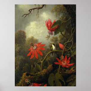 Martin Johnson Heade - Kolibri Poster