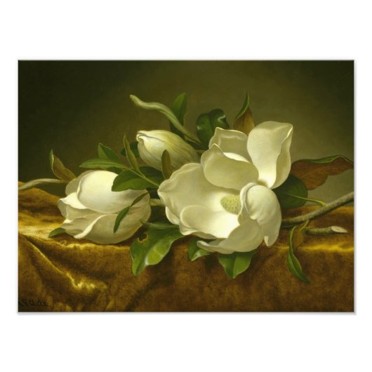 Martin Johnson Heade - Magnolias auf Gold Velvet Fotodruck (Vorne)
