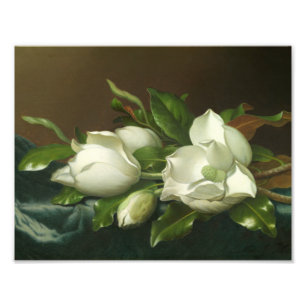 Martin Johnson Heade - Magnolias on Light Blue Fotodruck
