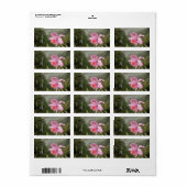 Martin Johnson Heade Orchid und Hummingbirds Adressaufkleber (Vorne)