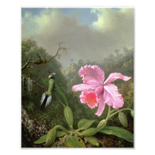 Martin Johnson Heade Orchidee und Kolibris Fotodruck