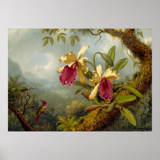 Martin Johnson Heade - Orchids und Kolibri Poster (Vorne)