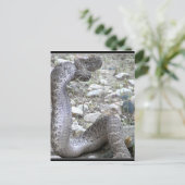 Martinez Wash Rattlesnake im Kongress, AZ Postkarte (Stehend Vorderseite)