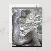 Martinez Wash Rattlesnake im Kongress, AZ Postkarte (Vorne/Hinten)