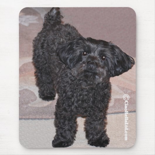 Martini das Yorkie-Poo Mousepad (Vorne)