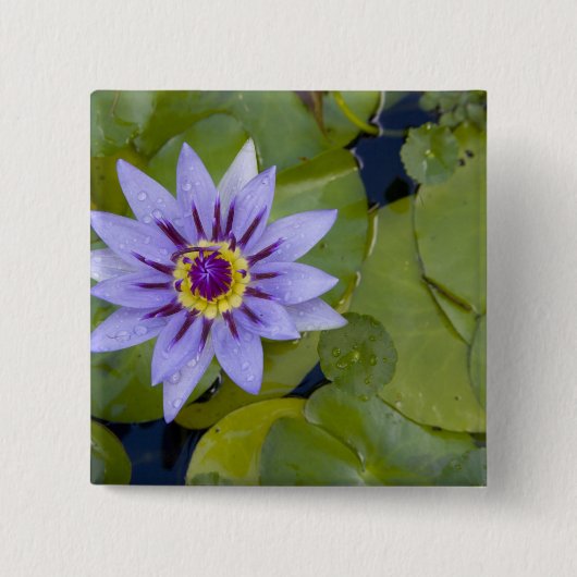 Martinique, französische Antillen, West Indies, Bl Button (Vorderseite)