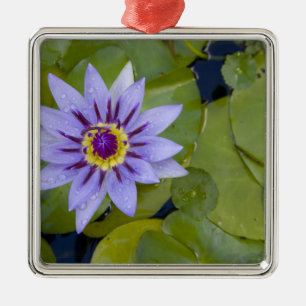 Martinique, französische Antillen, West Indies, Bl Silbernes Ornament