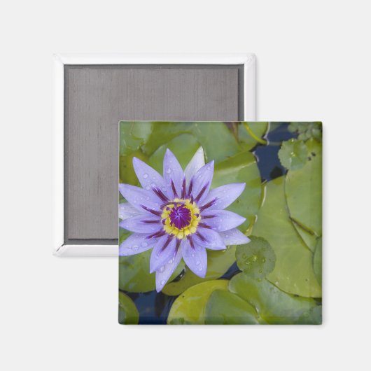 Martinique, französische Antillen, Westindien, Bla Magnet (Vorderseite/Rückseite)