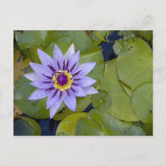 Martinique, französische Antillen, Westindien, Bla Postkarte (Vorderseite)