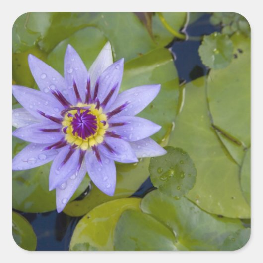 Martinique, französische Antillen, Westindien, Bla Quadratischer Aufkleber (Vorderseite)