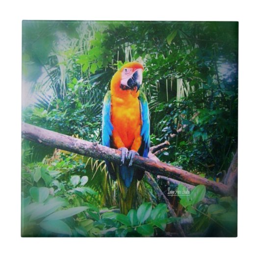 Martinique Macaw Fliese (Vorderseite)