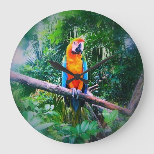 Martinique Macaw Große Wanduhr (Vorderseite)
