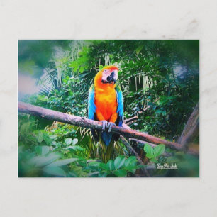 Martinique Macaw Postkarte
