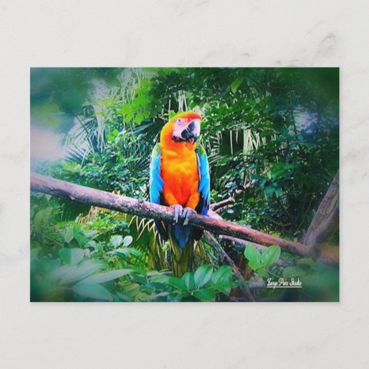 Martinique Macaw Postkarte (Vorderseite)