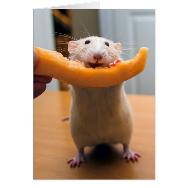 Marty Mouse Lieben Cantaloops! (Vorne)