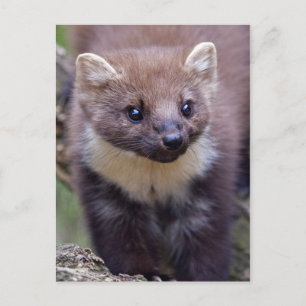 Marty Postcard Postkarte