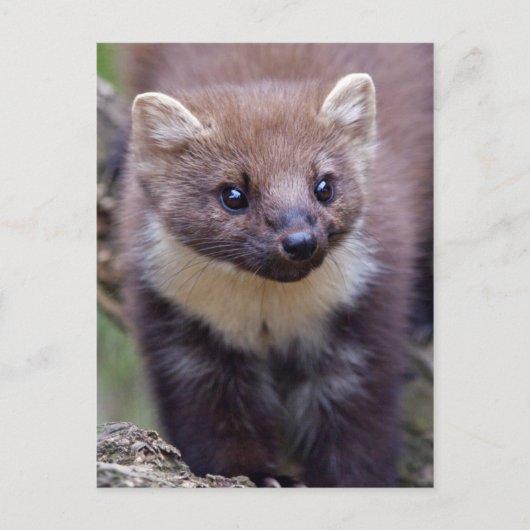 Marty Postcard Postkarte (Vorderseite)