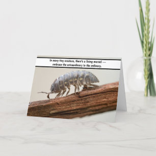 "Marvel in Miniatur - The Woodlouse Wonder" Dankeskarte