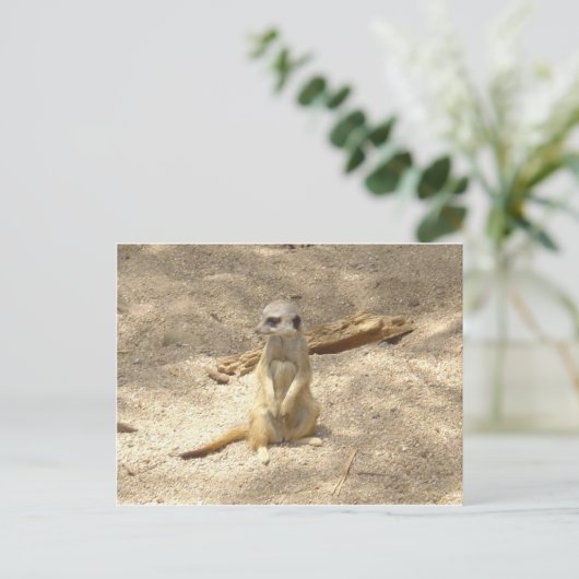 Marvelous Meerkat Postkarte (Stehend Vorderseite)